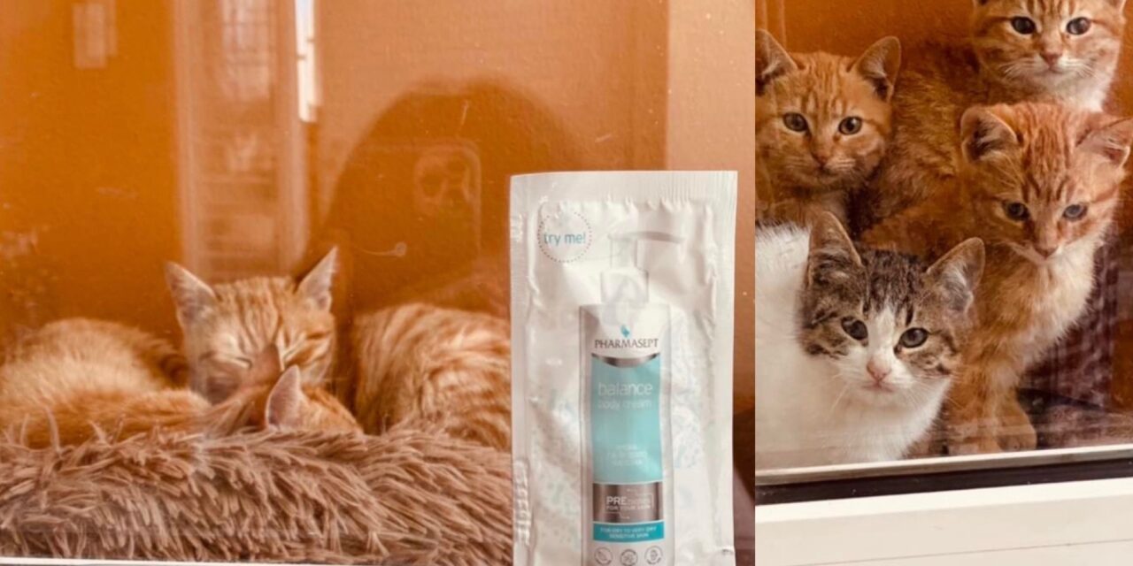 Pharmasept Balance Body Cream