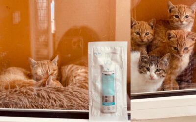 Pharmasept Balance Body Cream