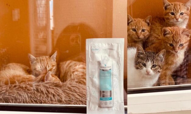 Pharmasept Balance Body Cream