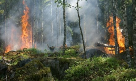 Φωτιές στην Ελλάδα: Γιατί το 90% είναι έργο ανθρώπου – Όλη η αλήθεια 🔥